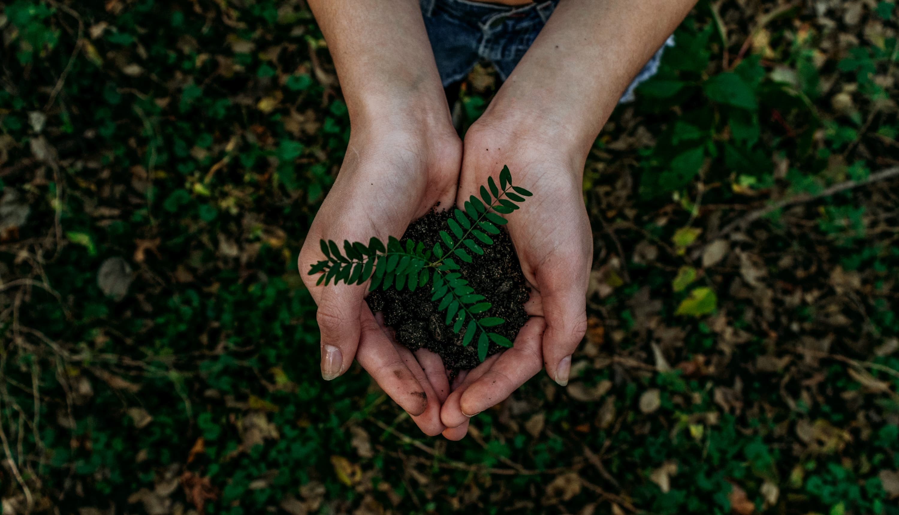 Carbon Impact Hands holding green plant